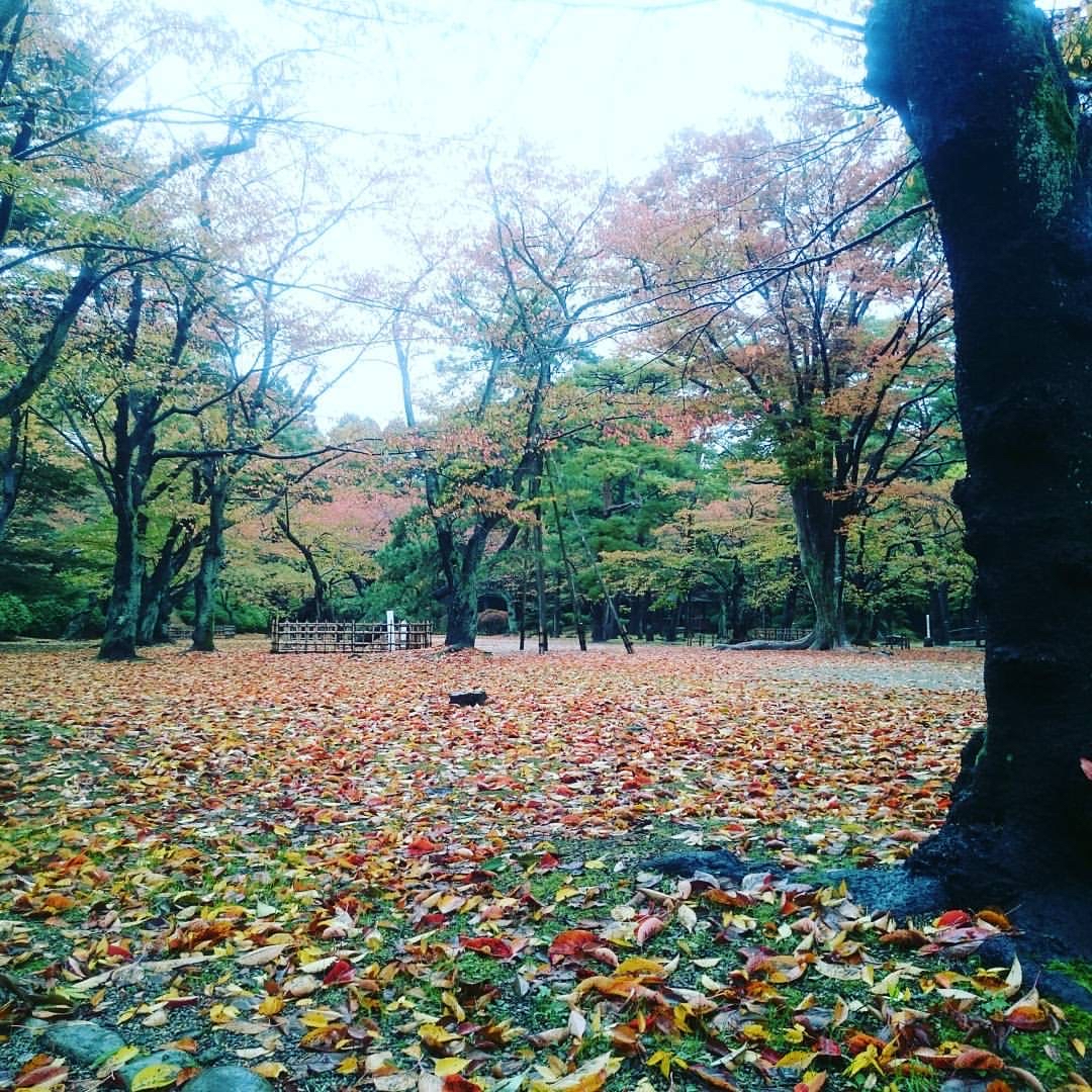 🍁探索秋田的自然美景：千秋公园🌸——四季变换的城市绿洲