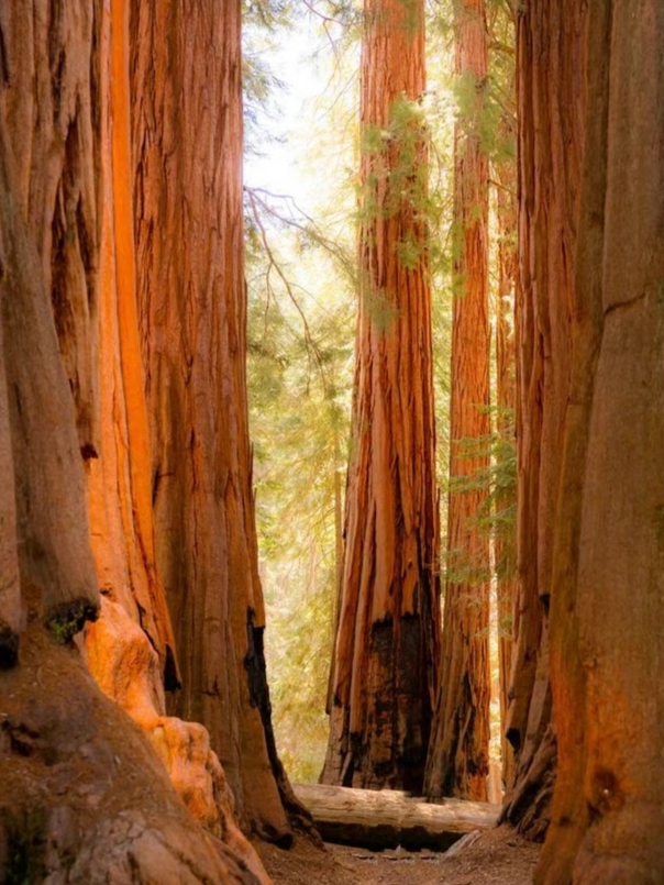 世界上最巨大的红杉树景色闻名世界