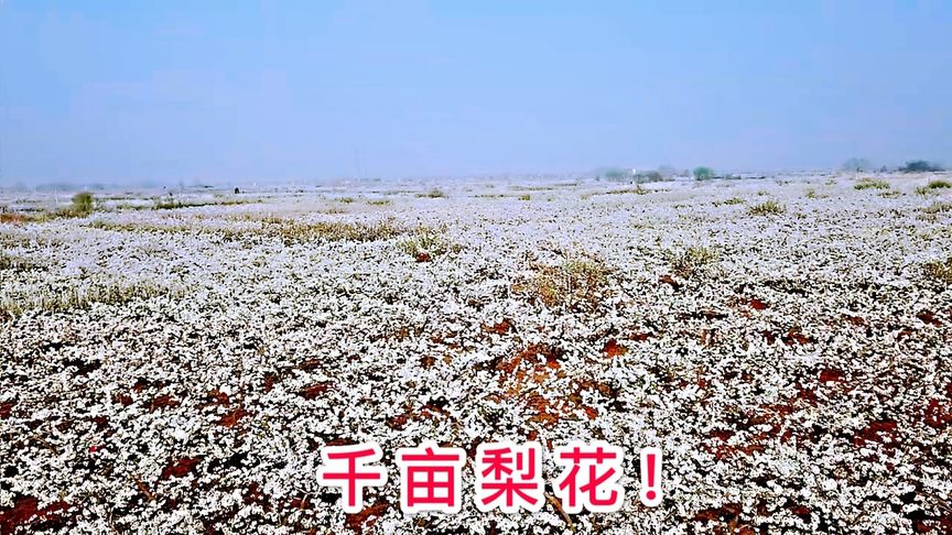 河北魏县大地上发现千亩梨花，太漂亮了！