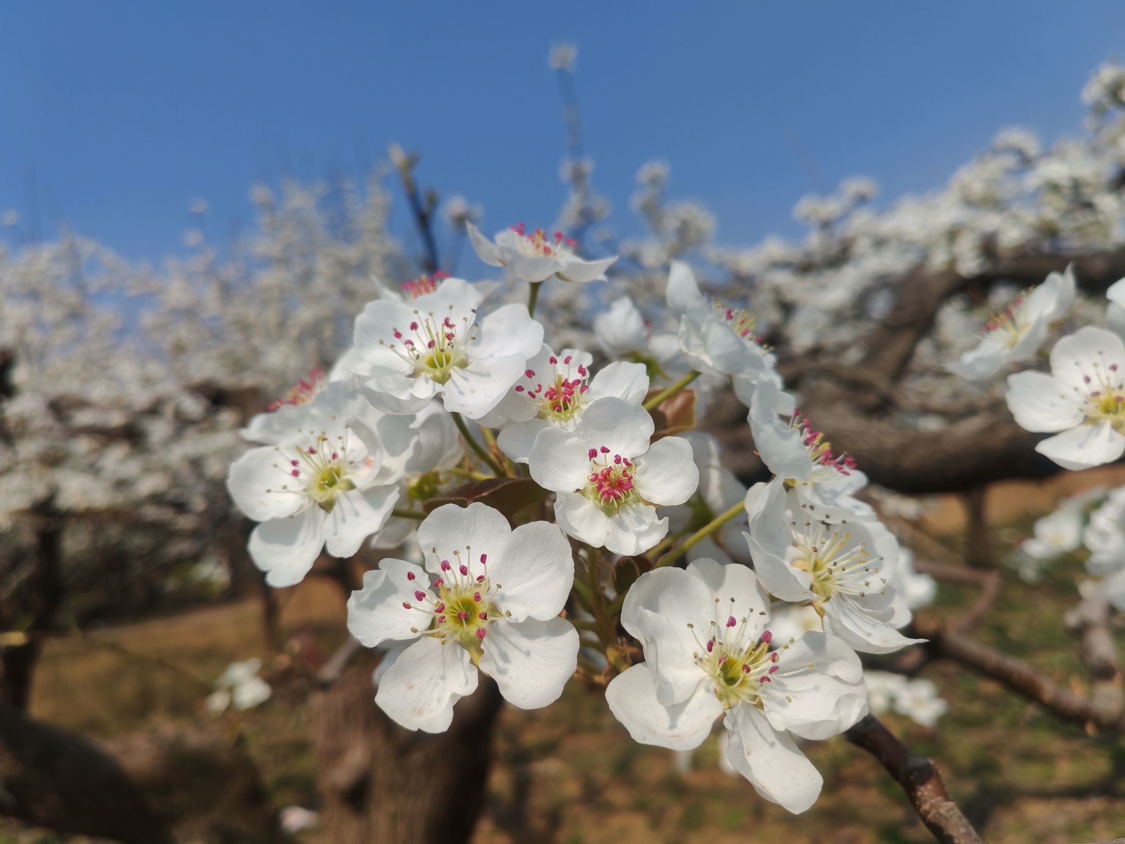 曲阳梨花节