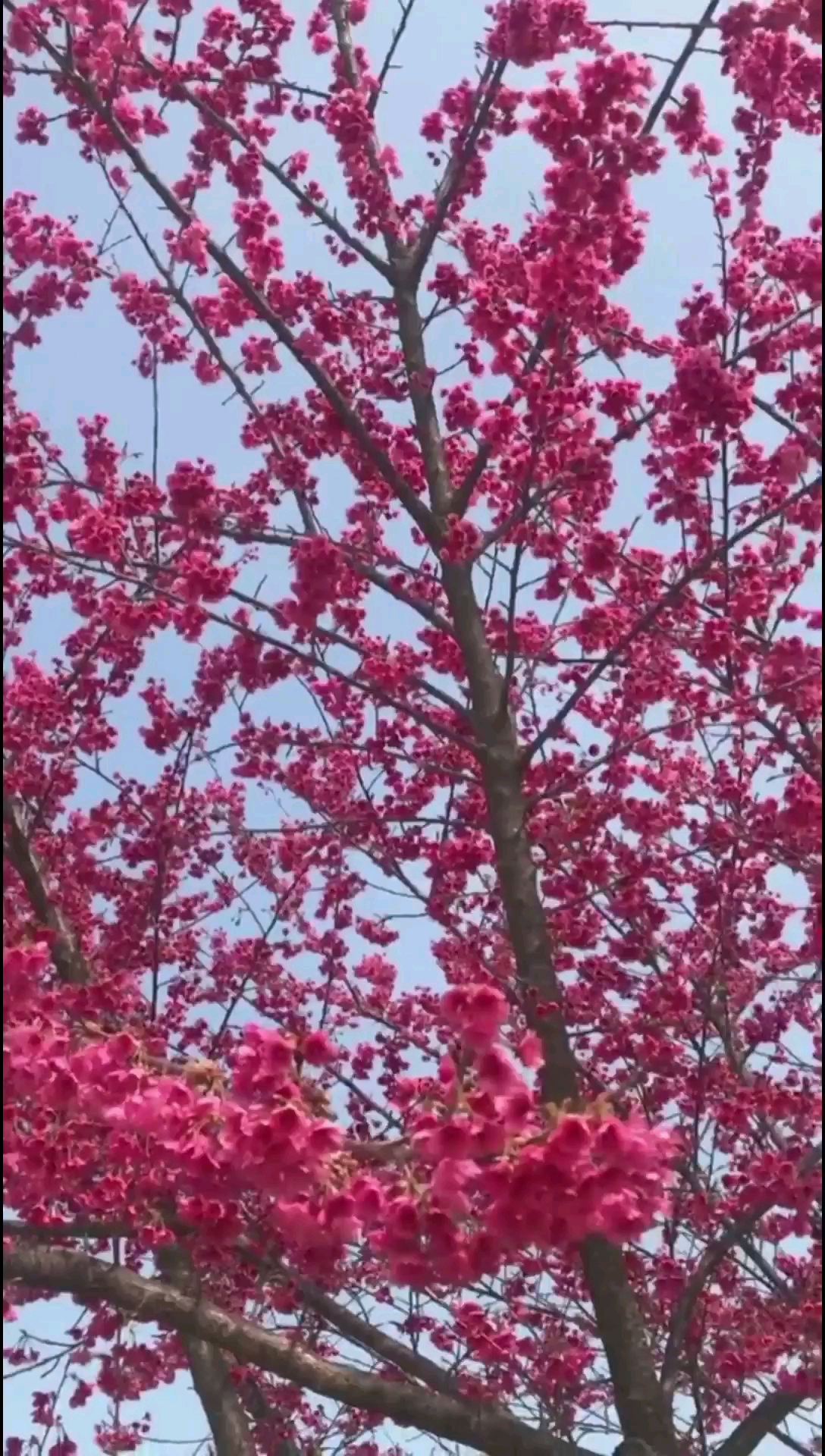 零元看百亩千颗樱花！你心动了么！