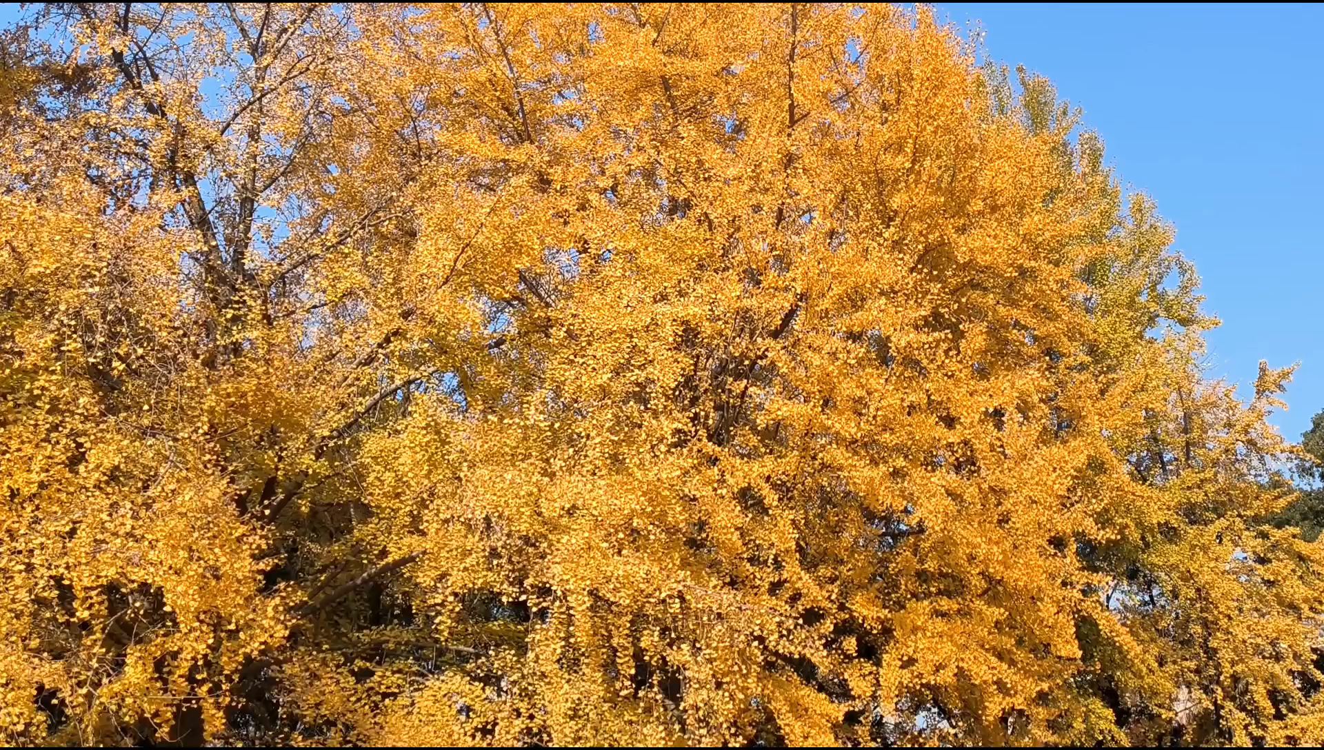 #旅行成功手记 马鞍山当涂八六医院银杏