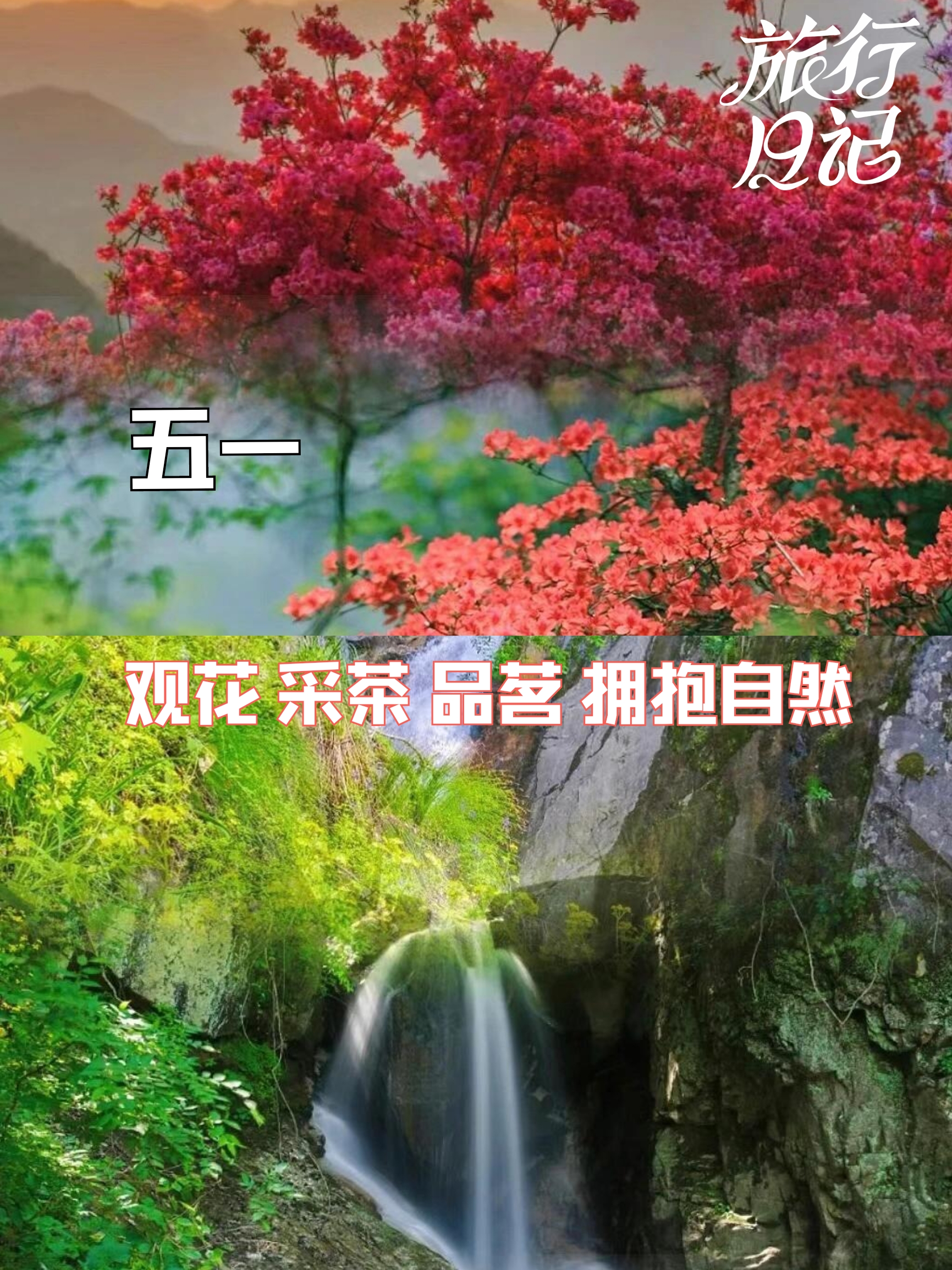 岳西天峡：杜鹃绽放，瀑布飞溅，采茶品茗，拥抱自然！