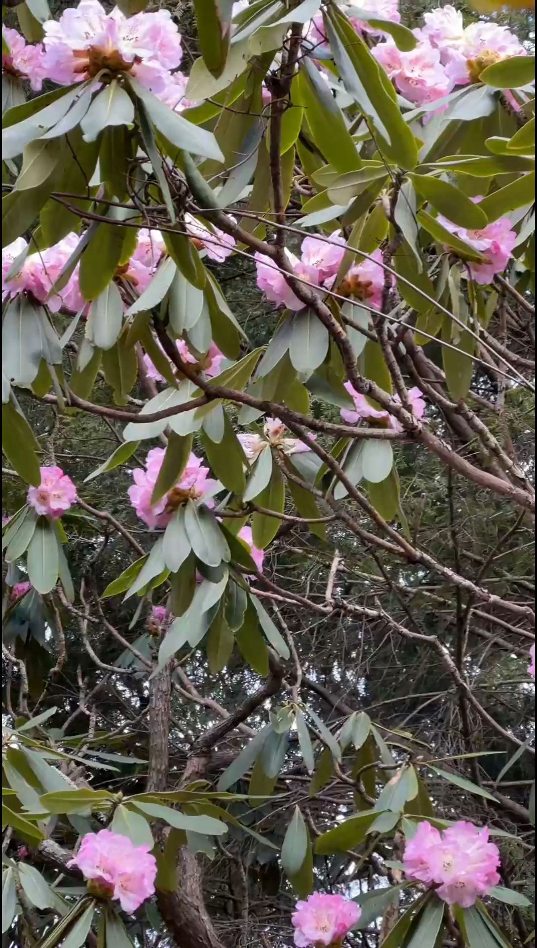 木王国家森林公园的杜鹃花快盛开了