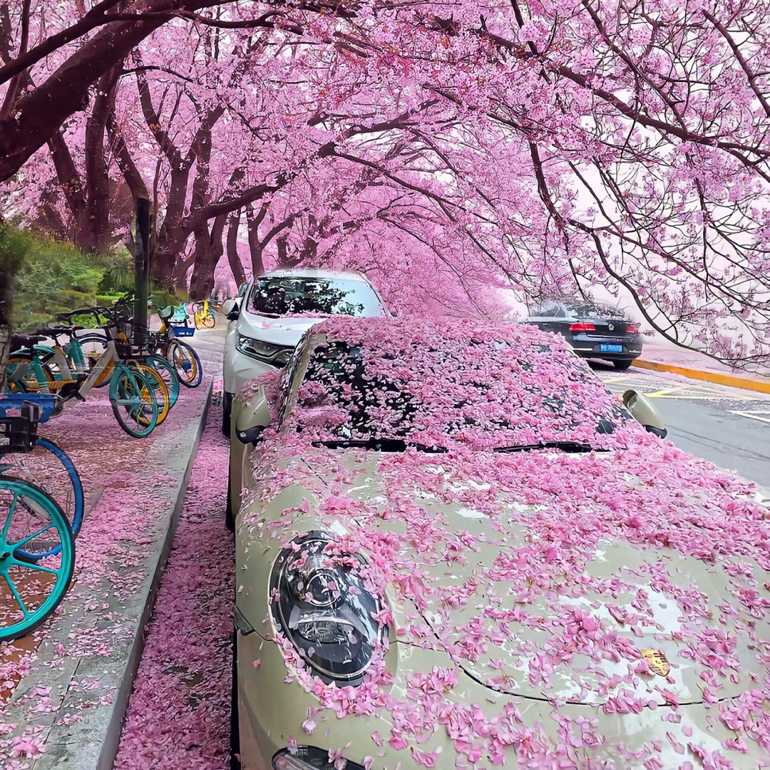 “山深未必得春迟，处处山樱花压枝”🌸 ❤️听说你也来了云南，确定不来【樱花谷】吗？ 说起樱花🌸你会想