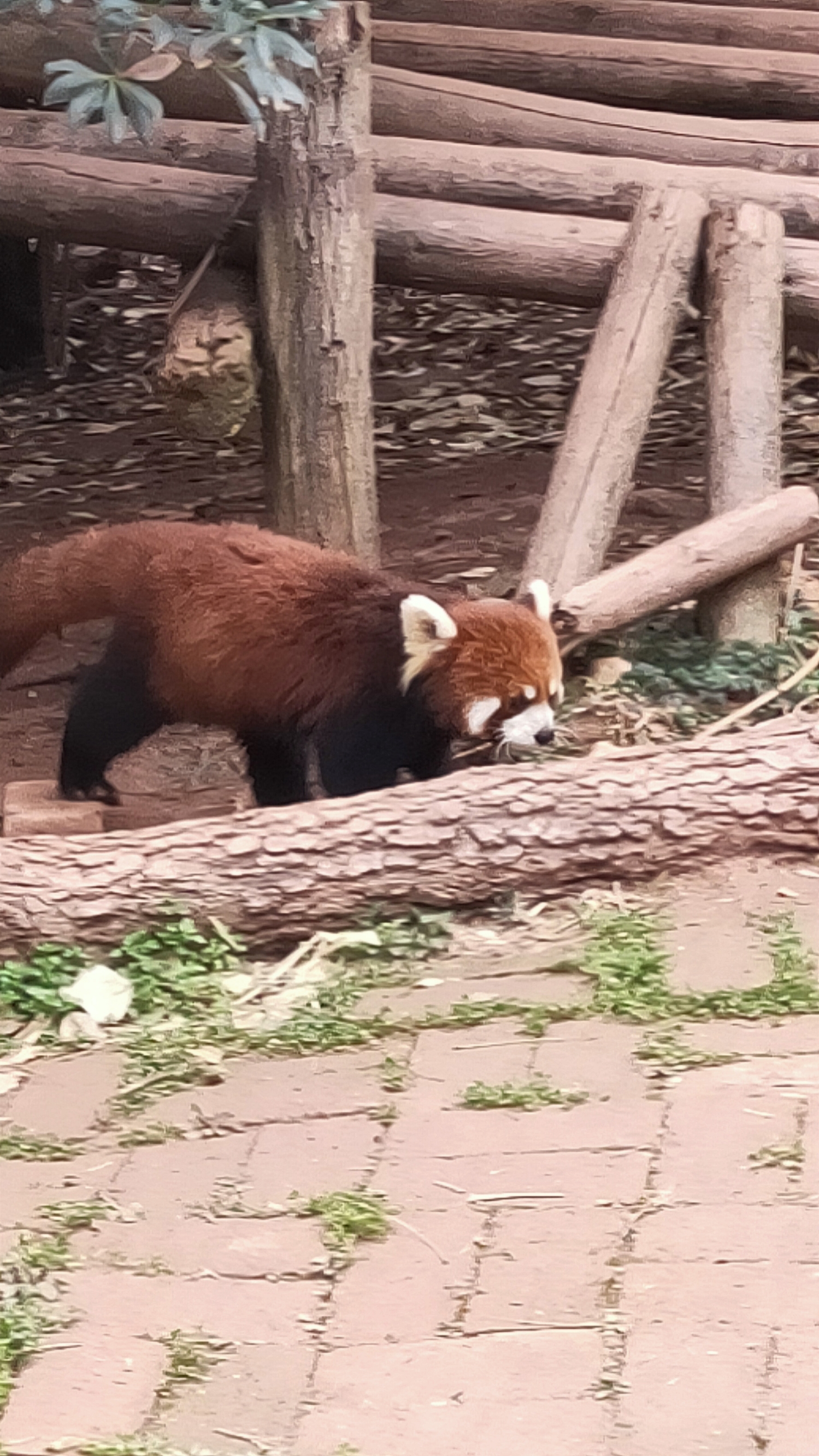 成都大熊猫繁育中心
