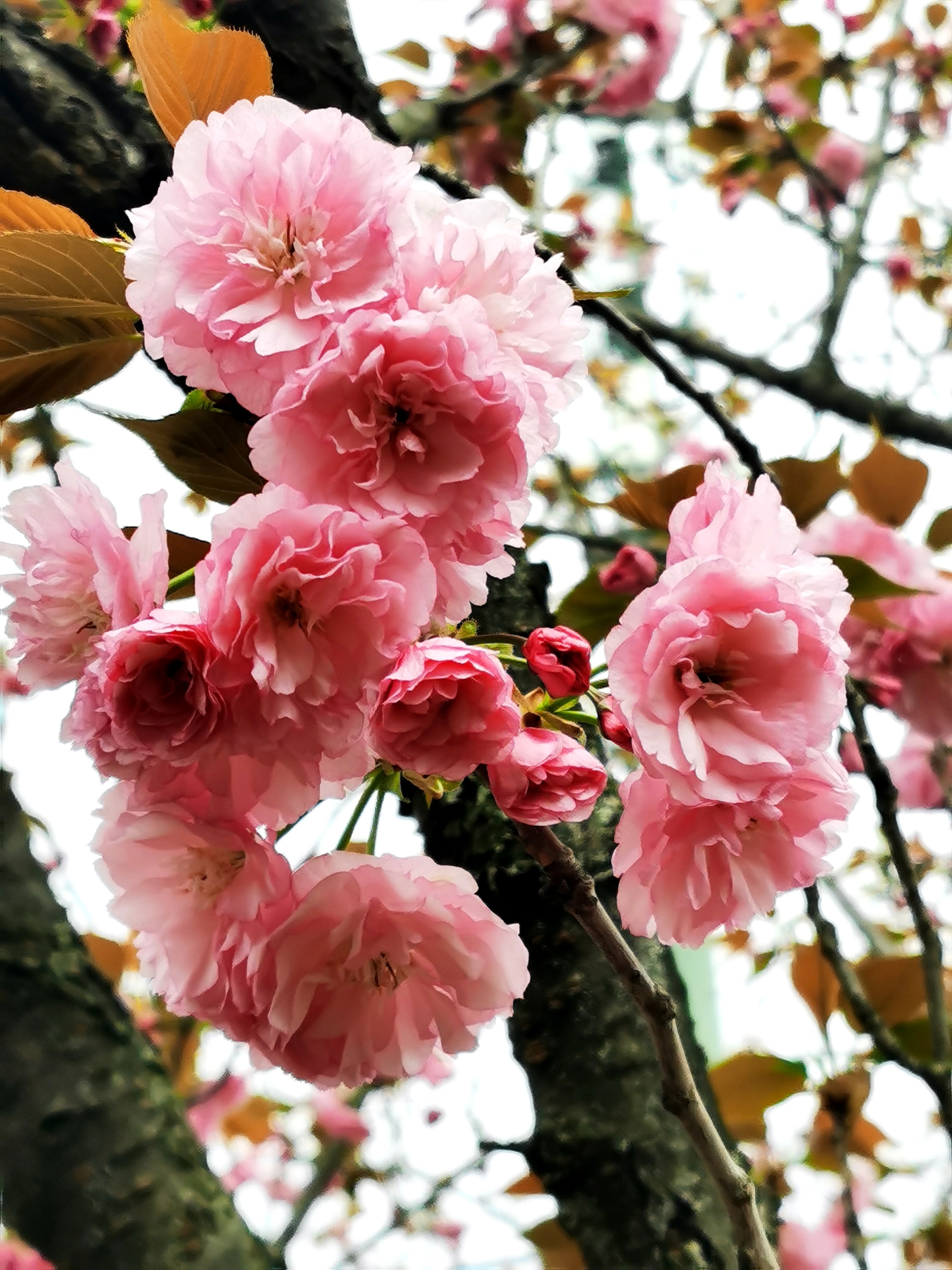 凤凰湖樱花节