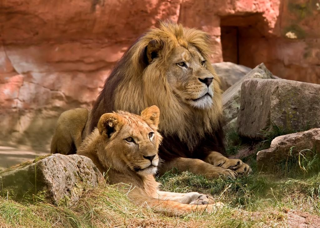 哈特比斯普特狮子园是一个非常棒的旅游景点！我非常喜欢在那里观赏狮子和其他野生动物。以下是我的旅游笔记