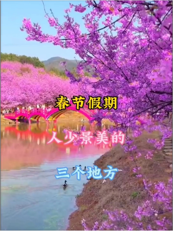 #常宁百万樱花 #春节去哪儿玩 #郴州东江湖
