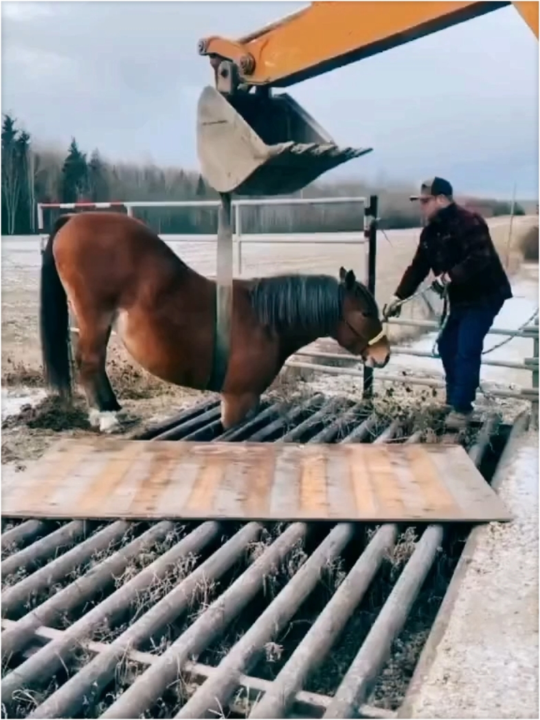 救马，马被困