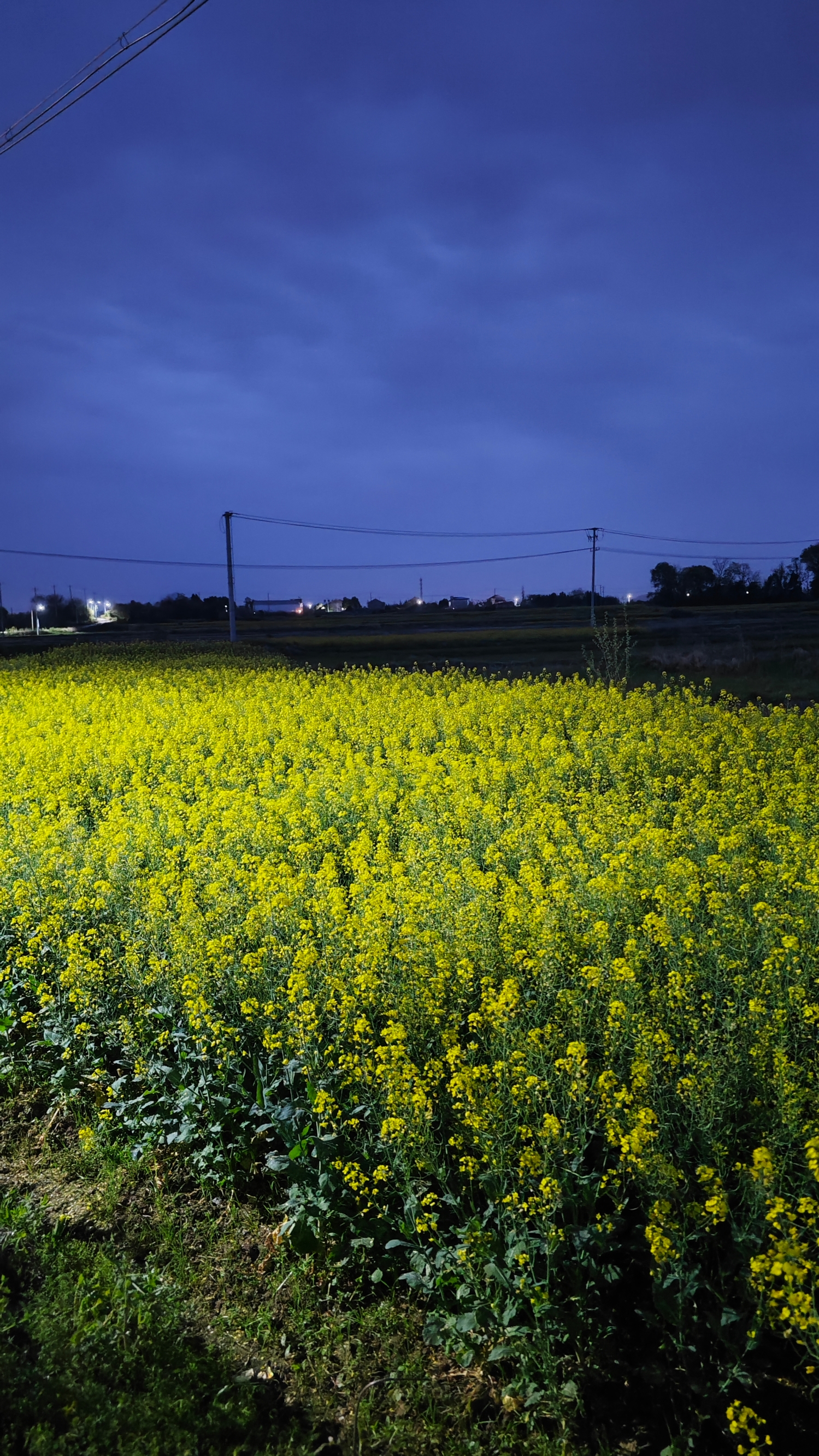 老家田野上的油菜花与夜晚的人文情感！