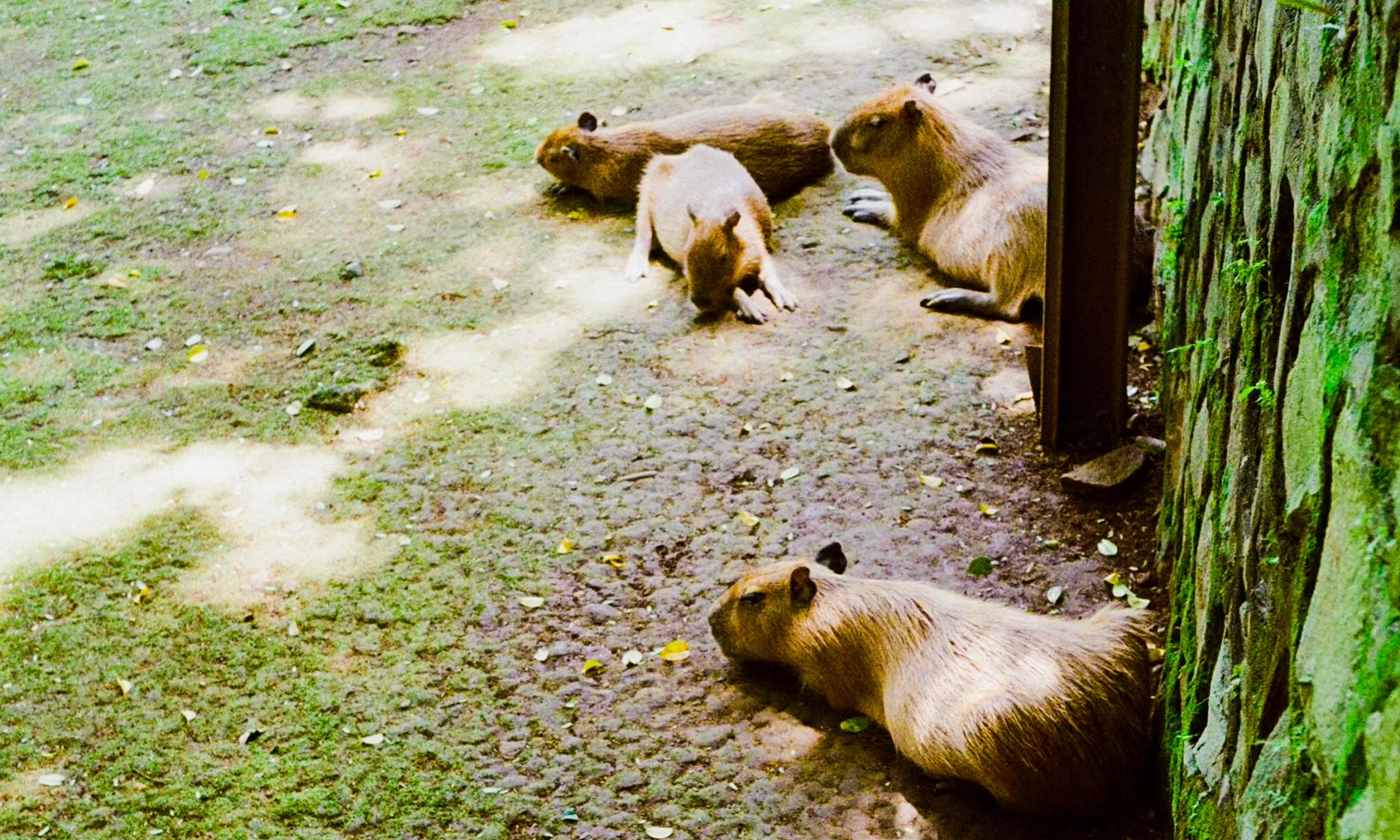 印度拉古南动物园