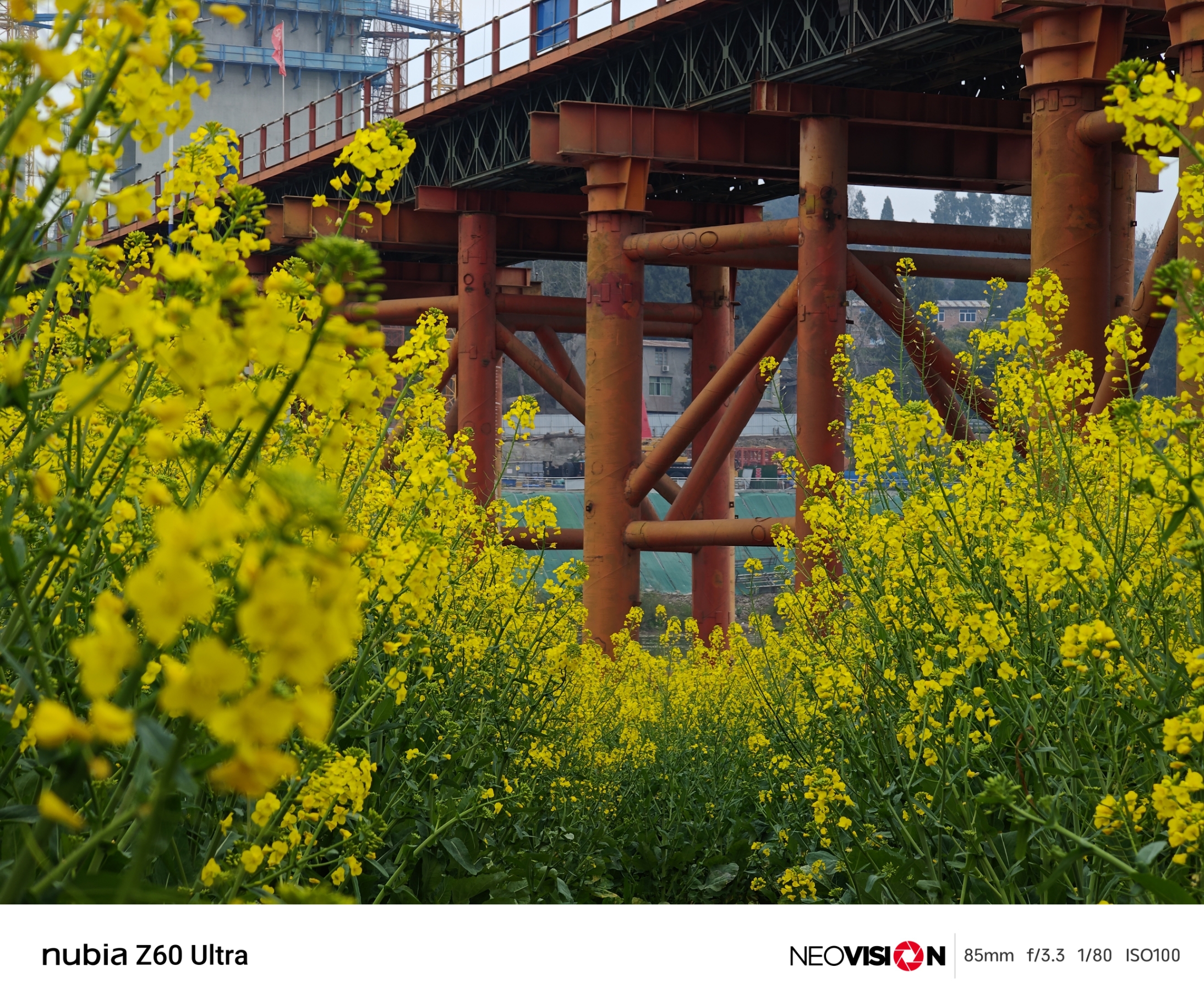 我在四川资阳市用努比亚z60 Ultra拍了今年的油菜花，原图直出效果，你觉得好看吗？