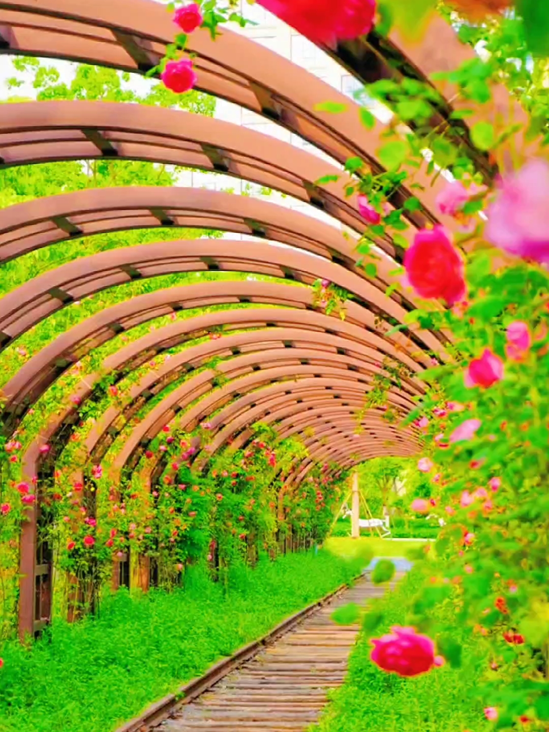 惊呆了·合肥这条蔷薇时光隧道太美了吧