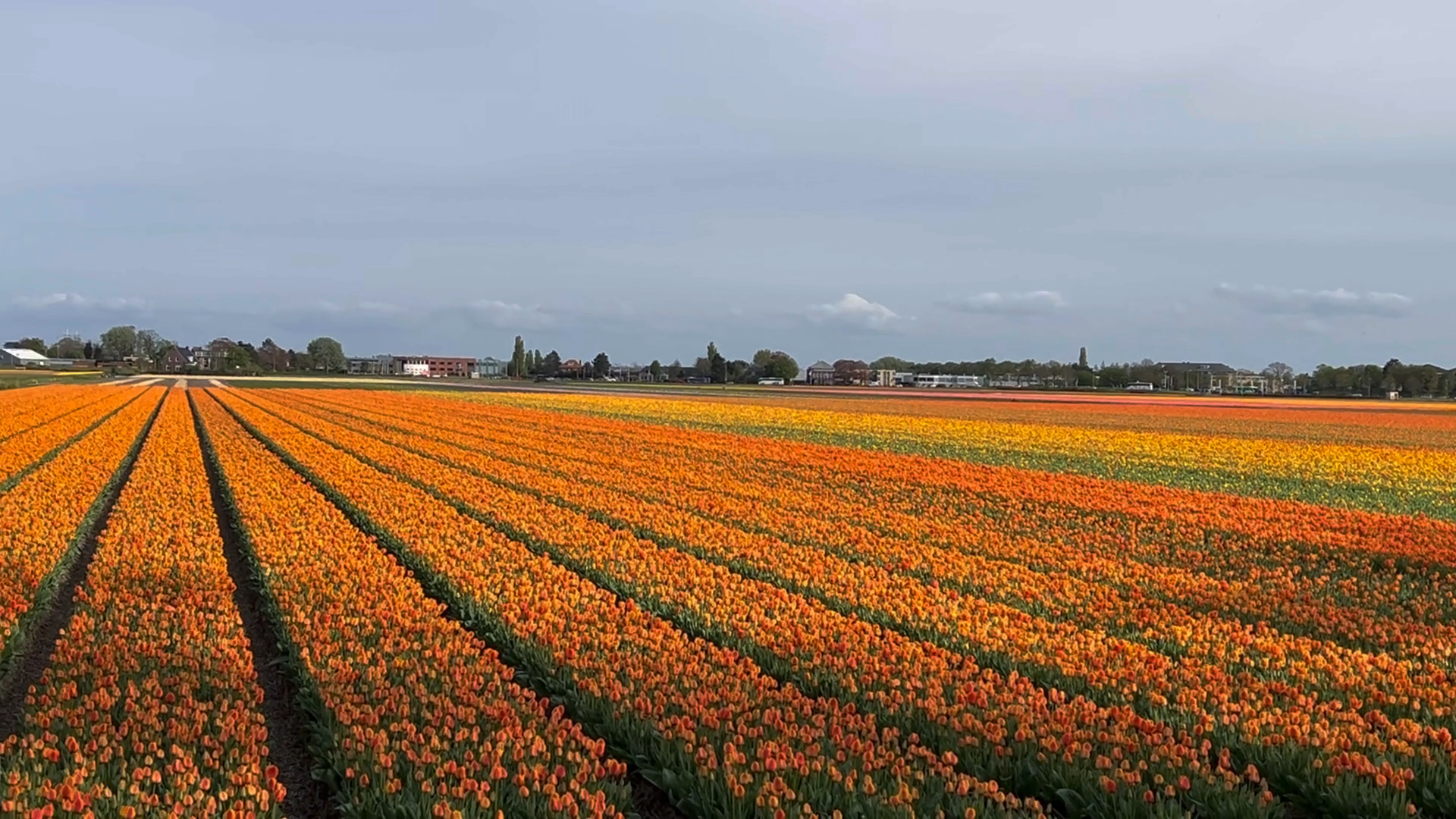每年四月，荷兰遍地的郁金香太震撼了