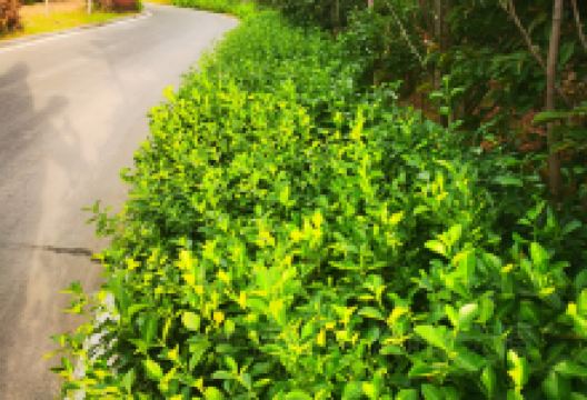 东津植物园景点图片