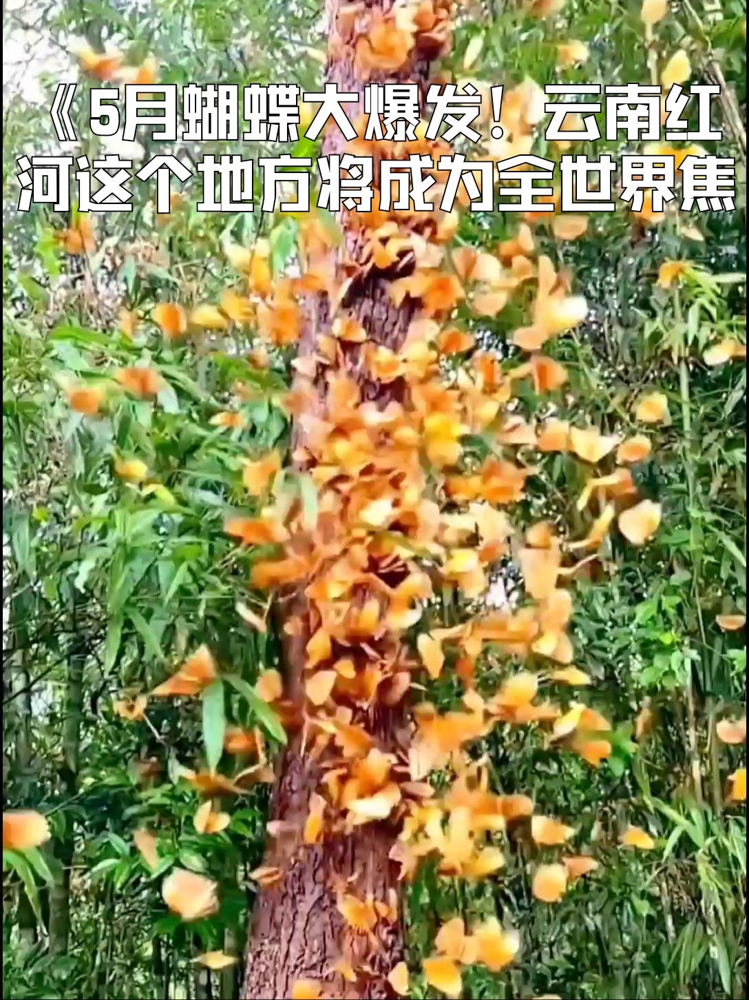 2. 《金平马鞍底：原始自然的生态环境，造就了中国红河蝴蝶谷！