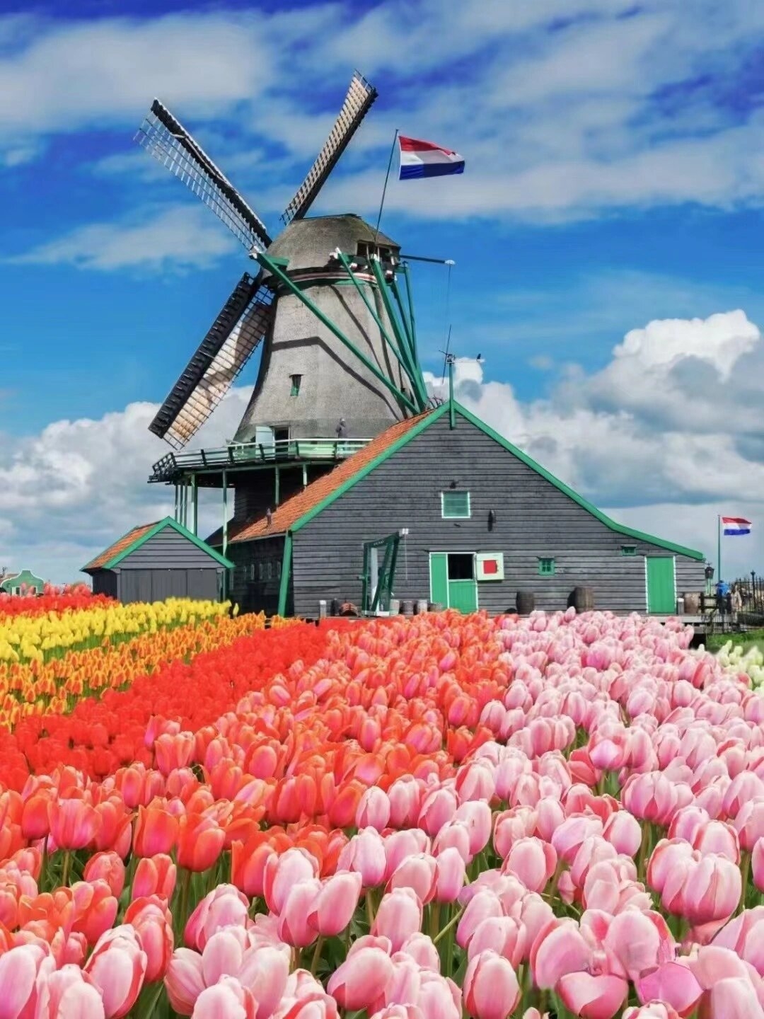 3-5月份欧洲旅行—荷兰郁金香🌷