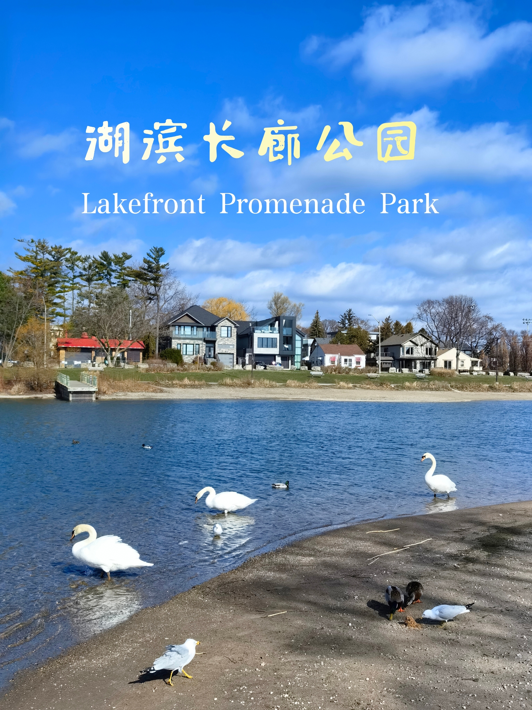 湖滨长廊公园：快来安大略湖畔看可爱的白天鹅