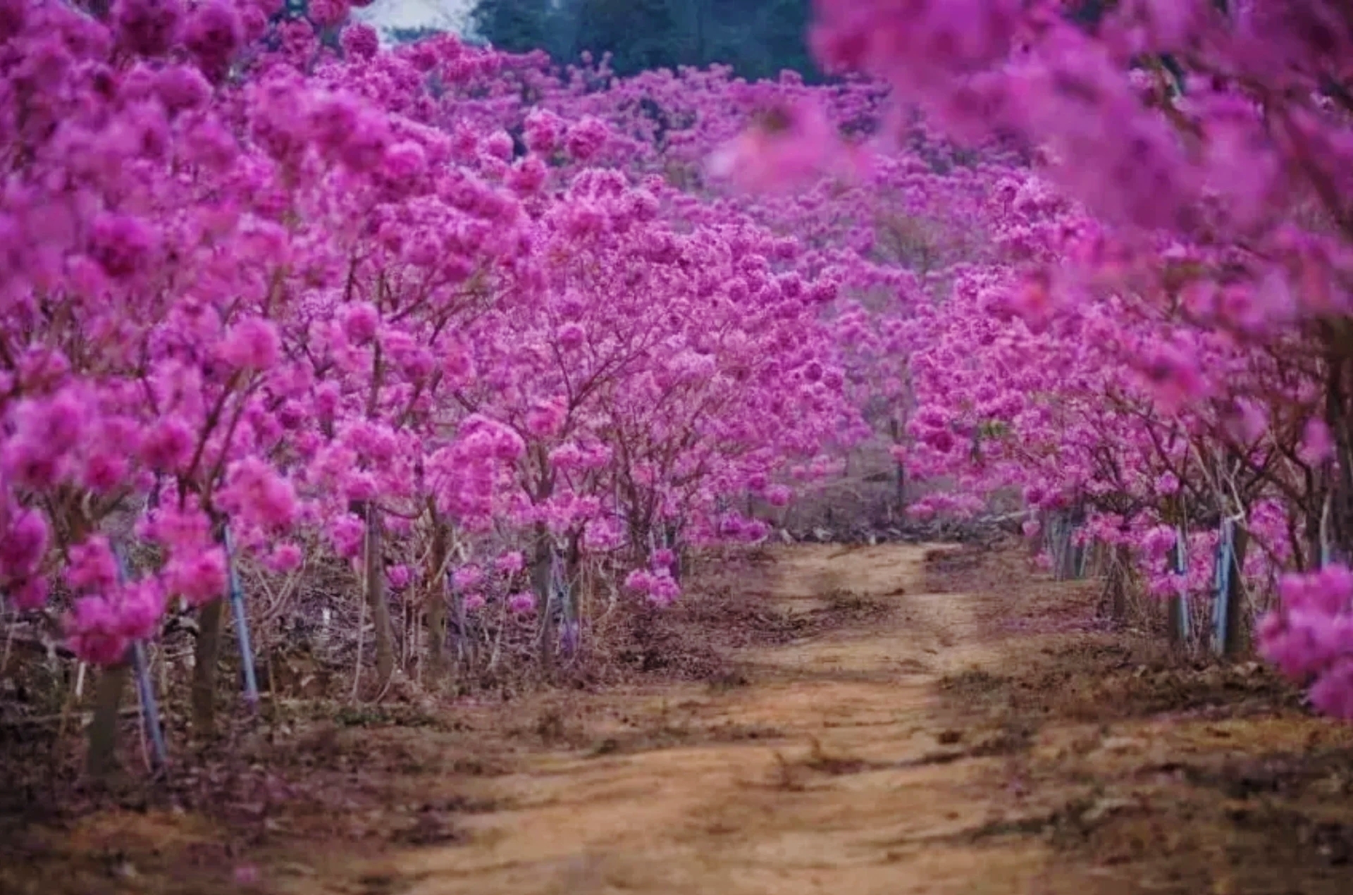 冬日限定的紫色浪漫，挑战冬天最美的🌸