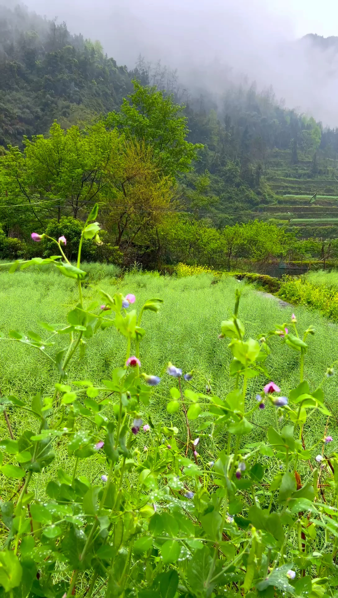 家乡的风景。