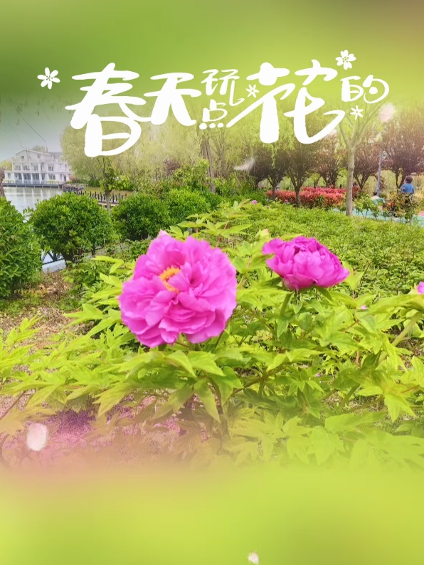 盐城射阳黄尖牡丹园是中国十大牡丹园之一！现在正是赏牡丹的时候，再等下去花就谢了！[Trick]