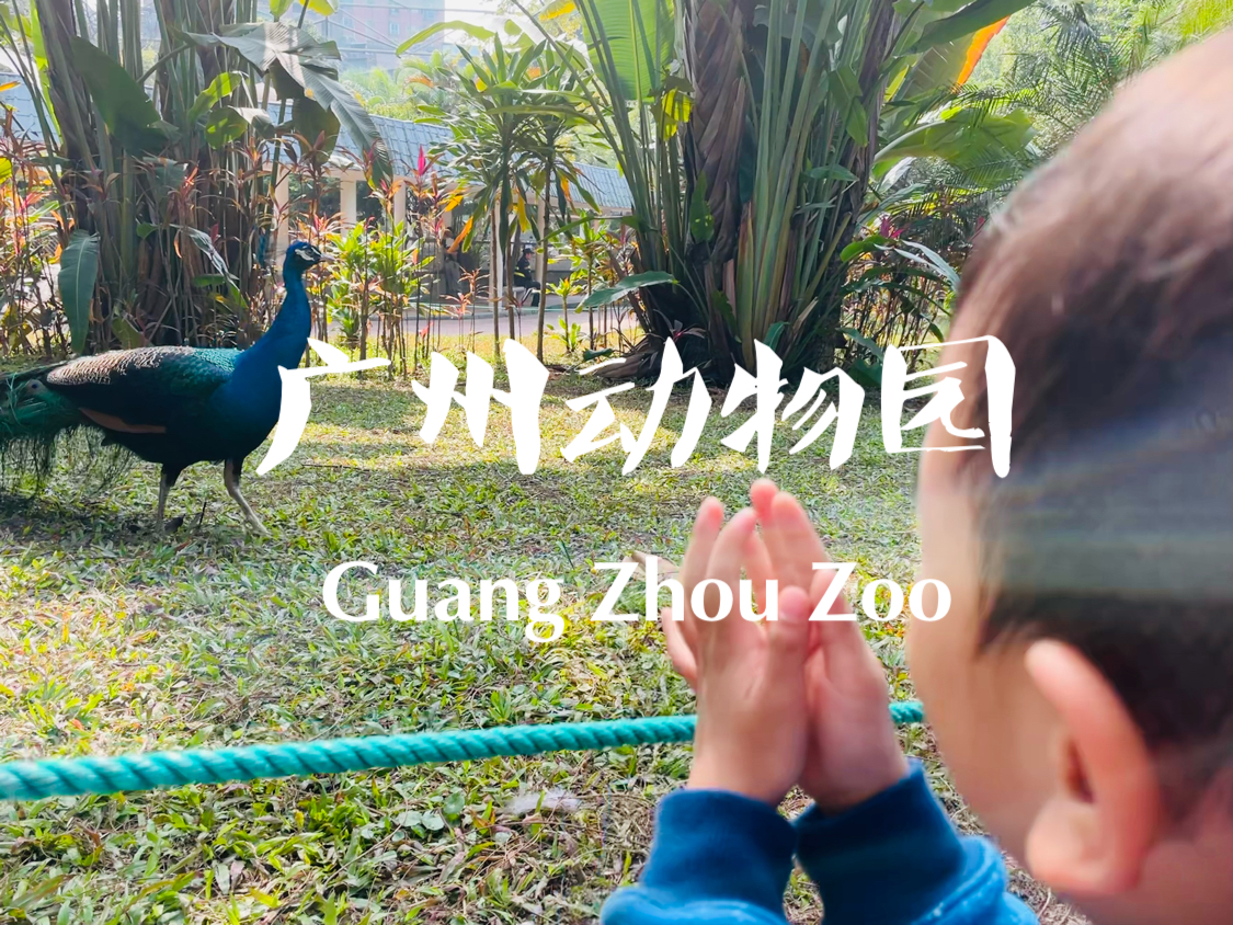 去了五六七八次的广州动物园