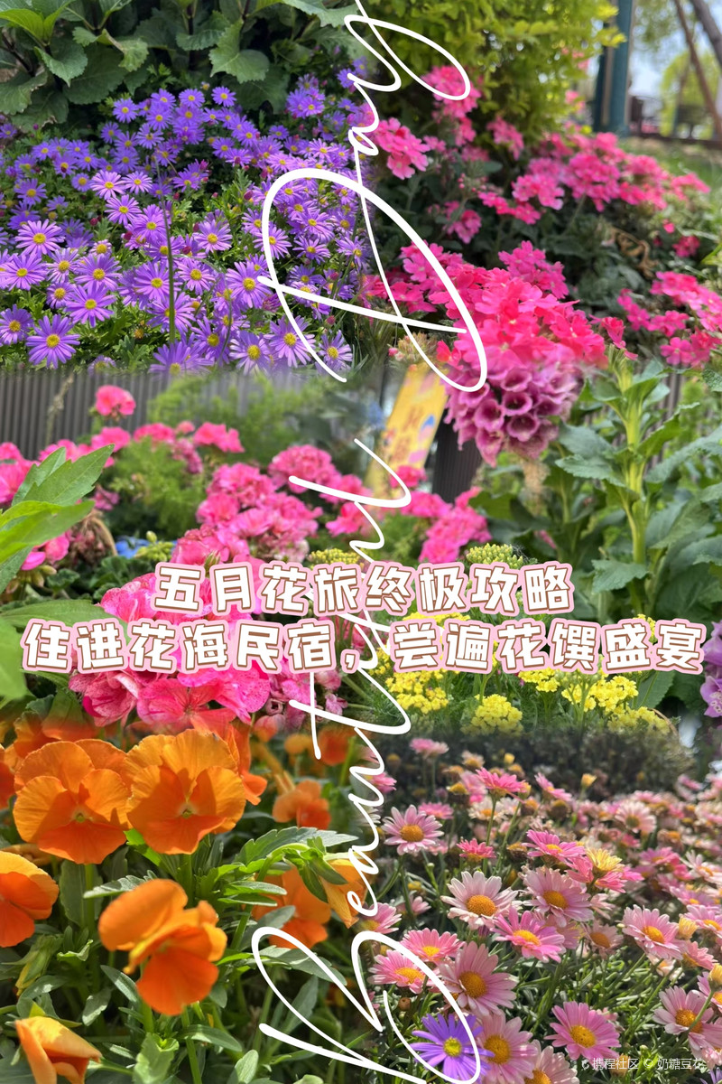🌸五月花旅终极攻略｜住进花海民宿，尝遍花馔盛宴