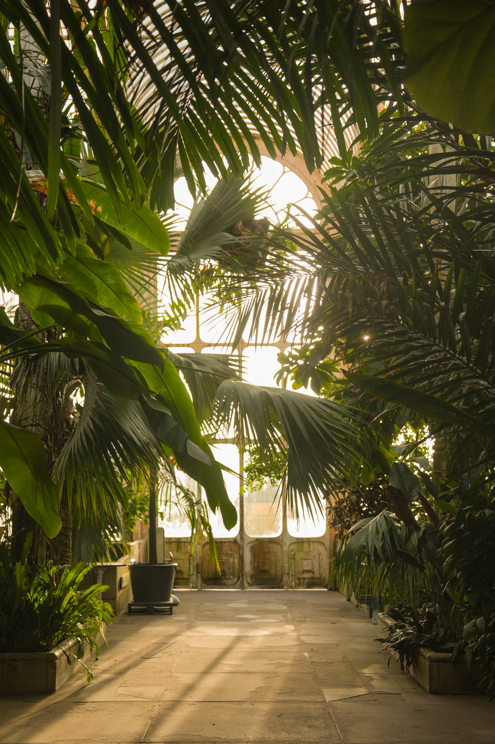 英国皇家植物园Kew Garden 邱园 温室里照进一束光