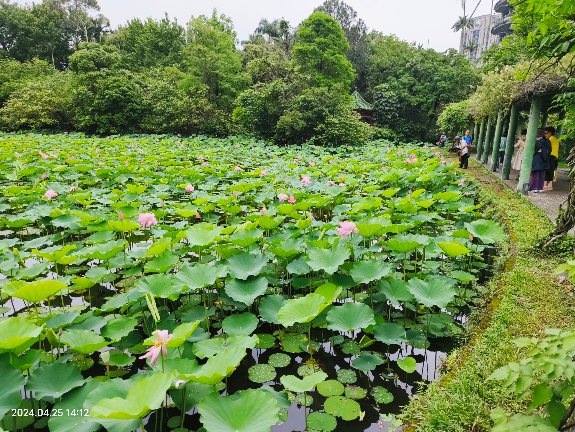 台北植物園 荷花池