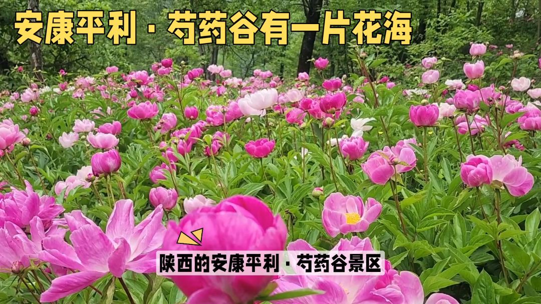 陕西安康平利芍药谷景区-赏花休闲好去处