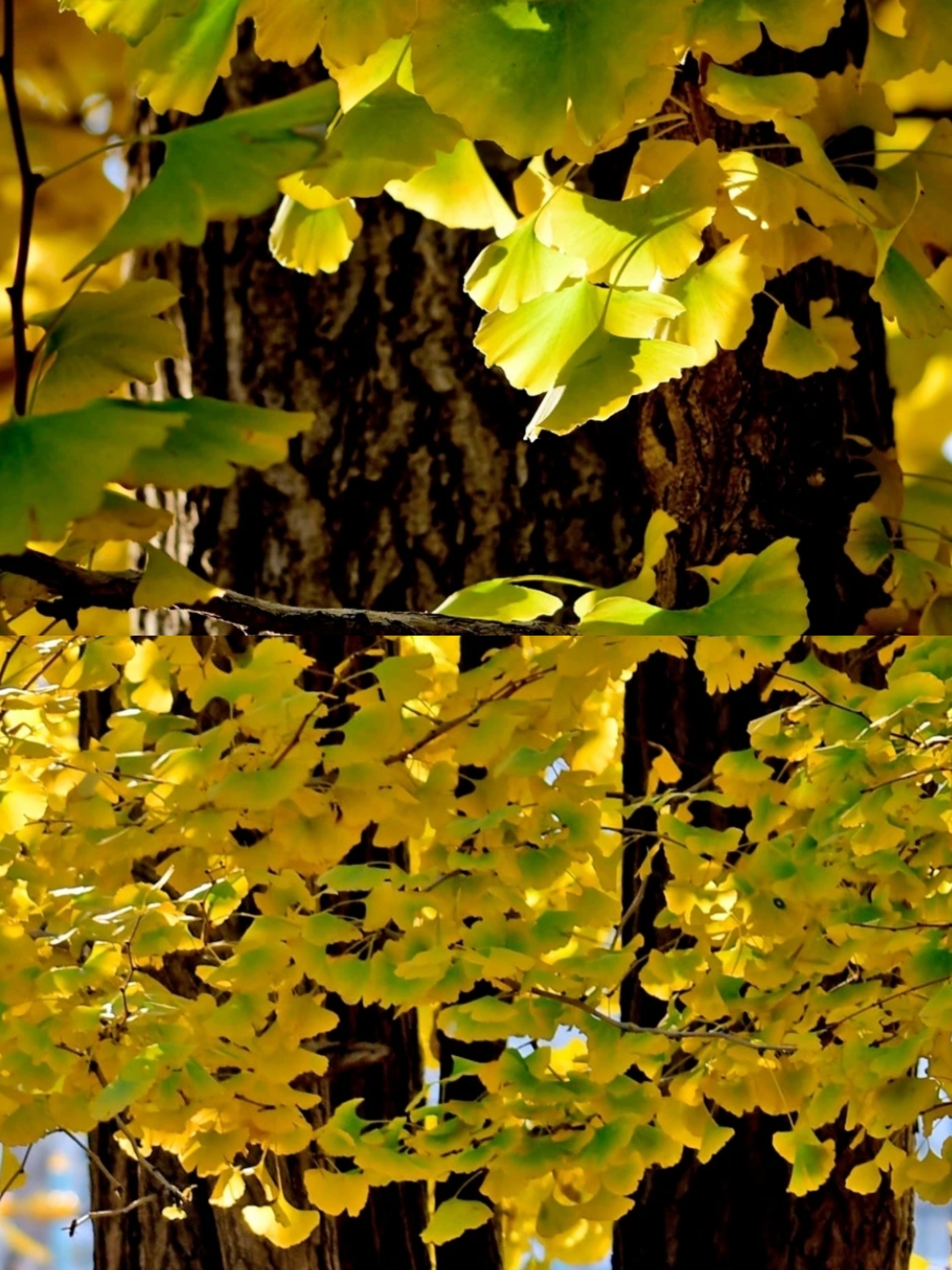 有一种美 叫临沂的银杏林的秋天