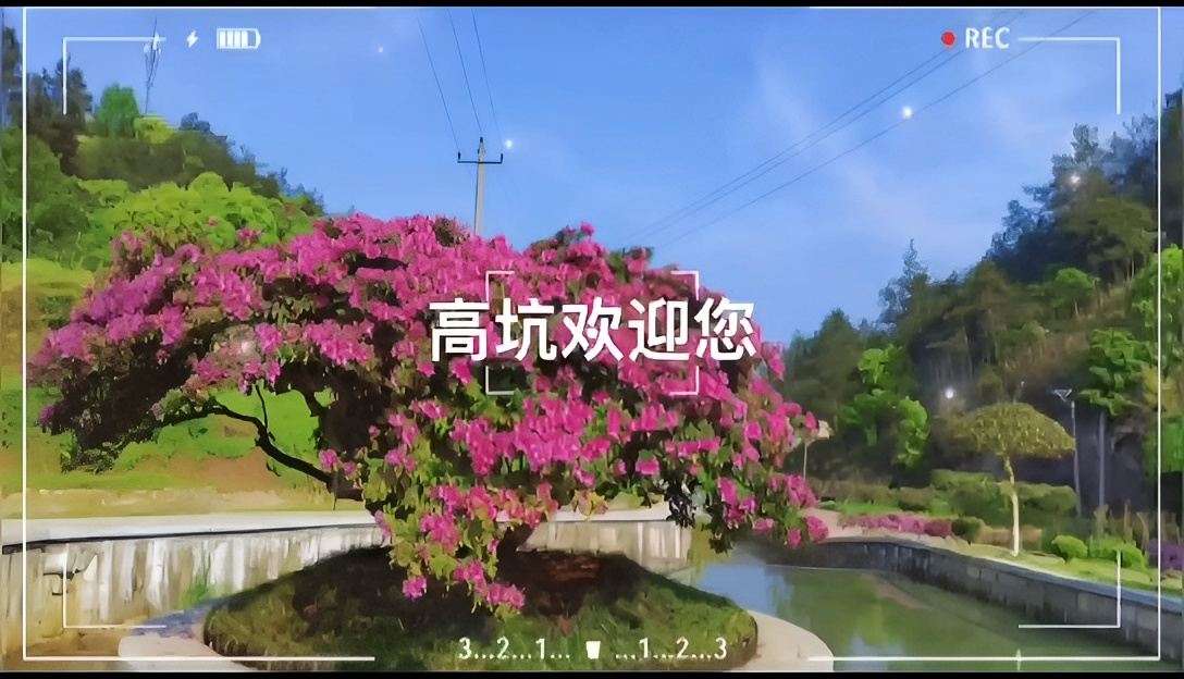 醉美高坑杜鹃花开