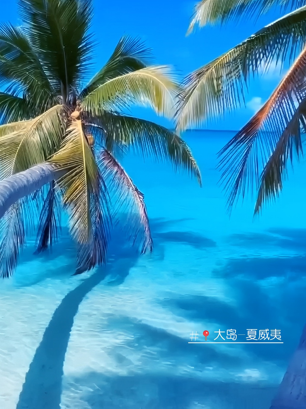 蓝天白云椰树鲨鱼海景沙滩