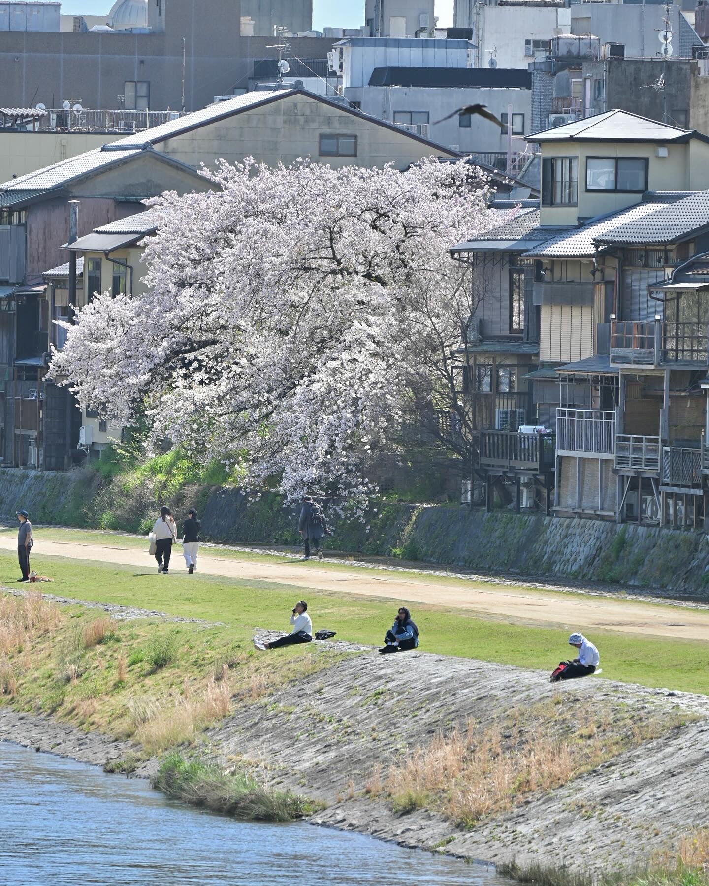 京都鸭川，赏樱胜地之一，四月是你的春天！