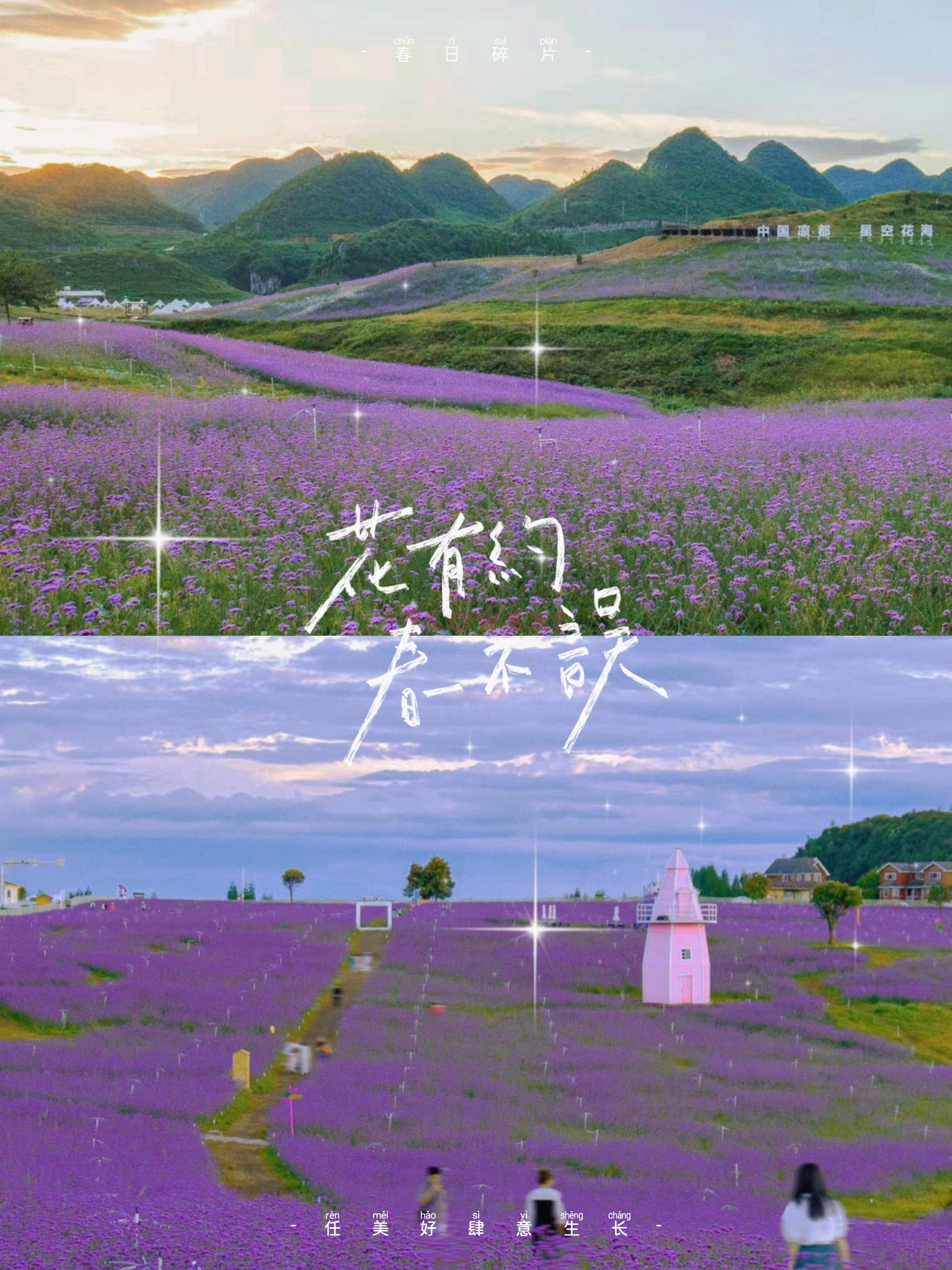 贵阳花溪高坡最美紫色花海开放了真的很美!