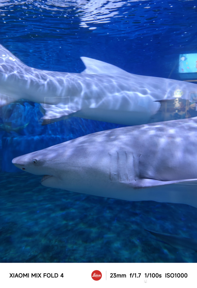 亲子游好去处|蓬莱极地海洋世界|打卡烟台蓬莱欧乐堡海洋极地世界