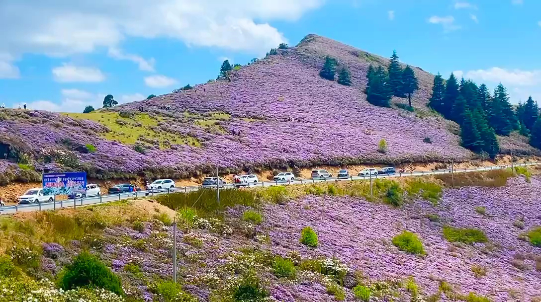 金阳万亩索玛花