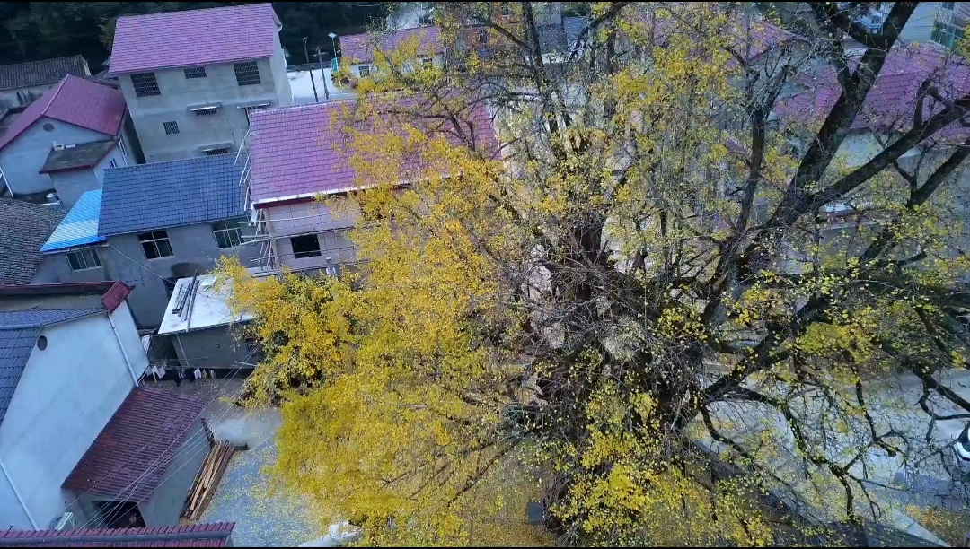 浮梁县600年银杏树