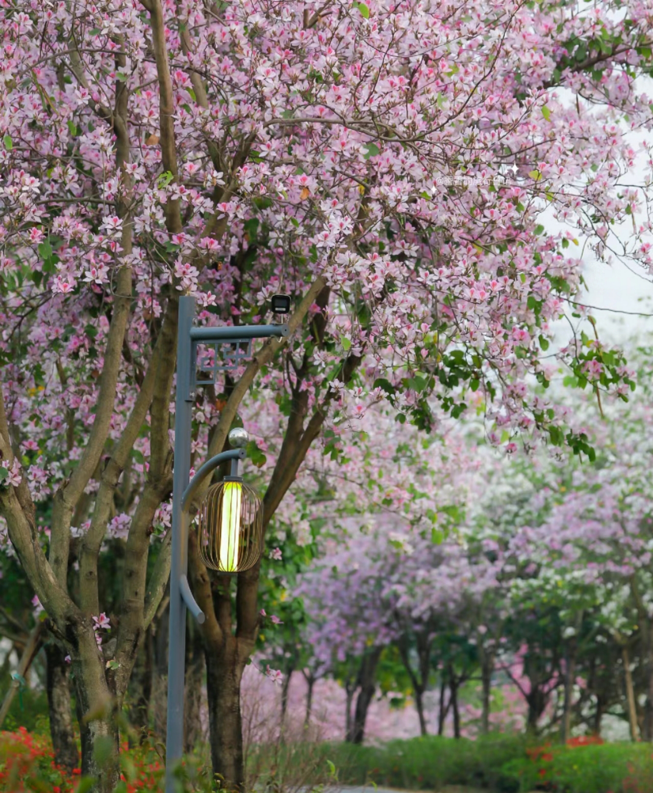接下来的百草园，是深圳赏花的天花板!3月的光明百草园，鹅颈河两岸的紫荆花将开得像樱花一样绚烂!近两公