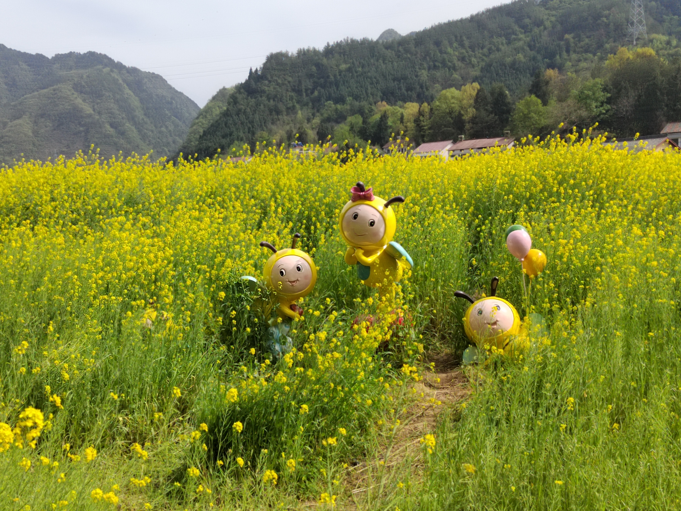 美丽的油菜花…