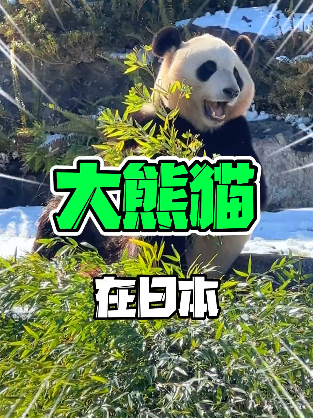 我们的大熊猫在日本过的怎么样？