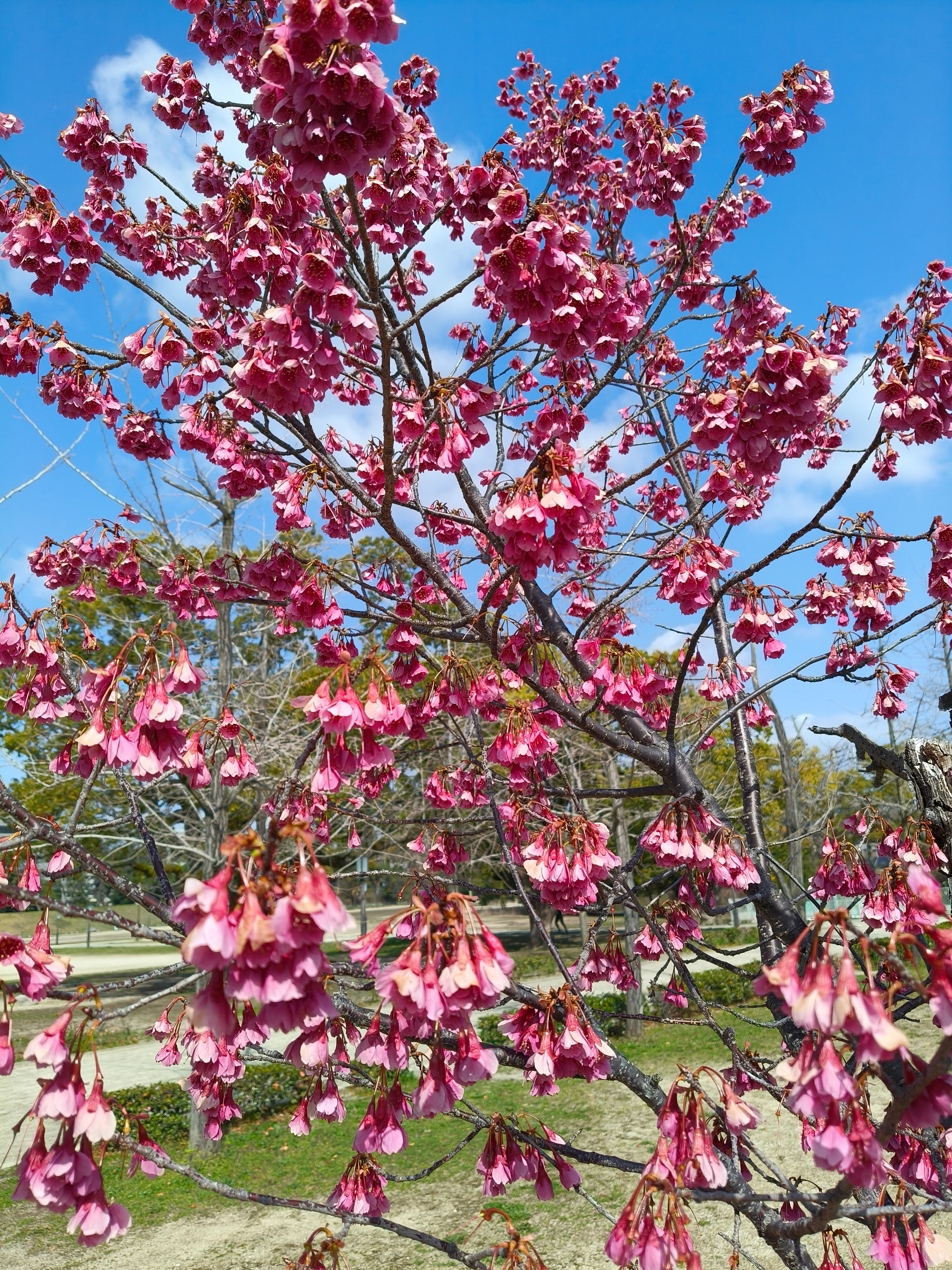 欲看樱花🌸渐迷眼