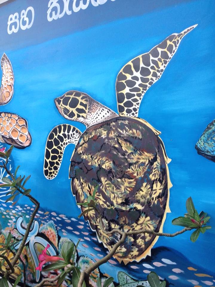 斯里兰卡之旅：巴勒皮蒂耶海龟保育中心