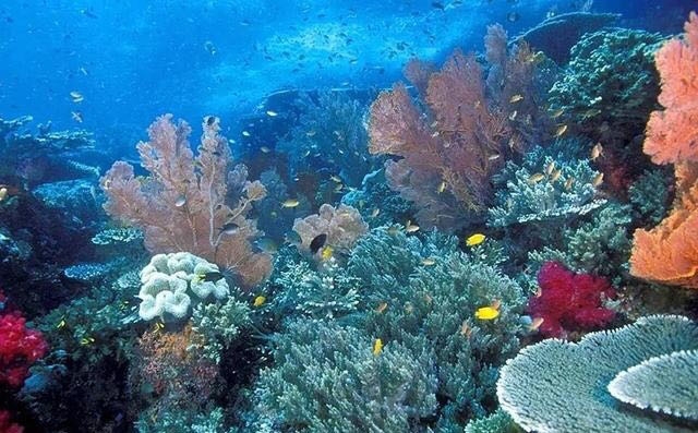 #躺进万水千山里#宝藏潜水地安利 美娜多潜水 　　美娜多的布洛肯国家海洋公园有33个处潜点，号称“上