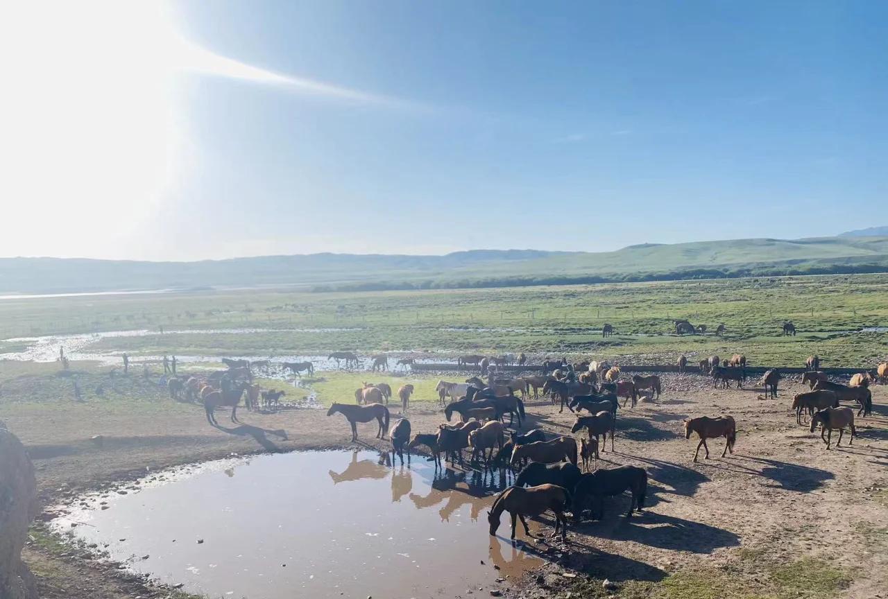 🏞️ 山丹皇家军马场攻略 🐎