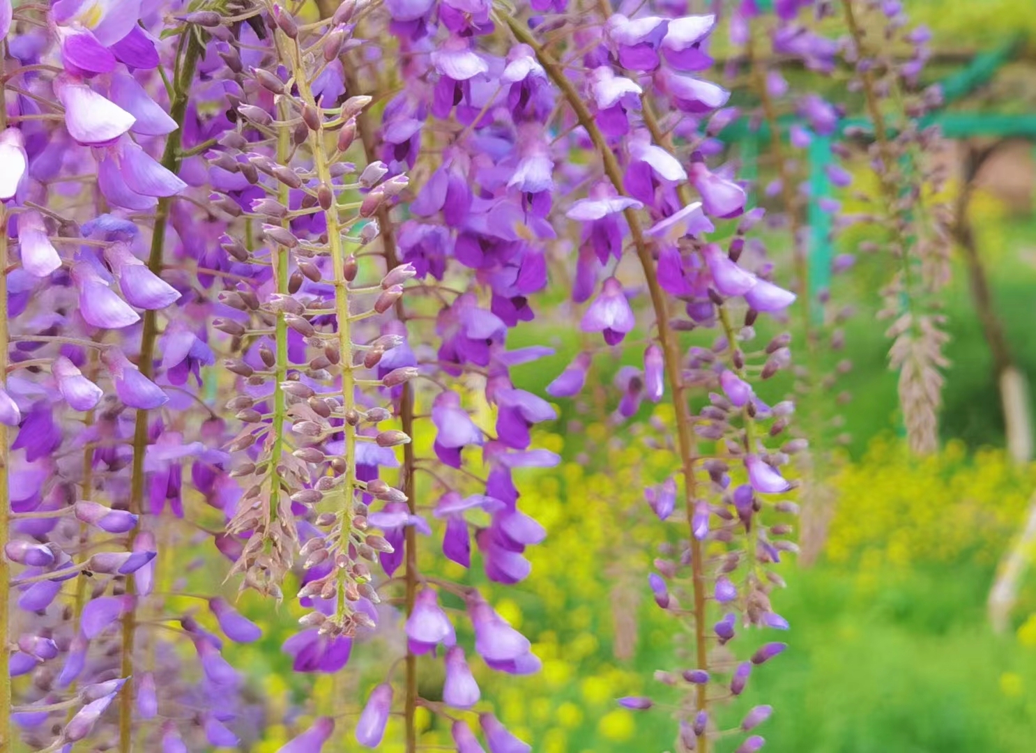 无锡阳山紫藤园的紫藤美的震撼人心。