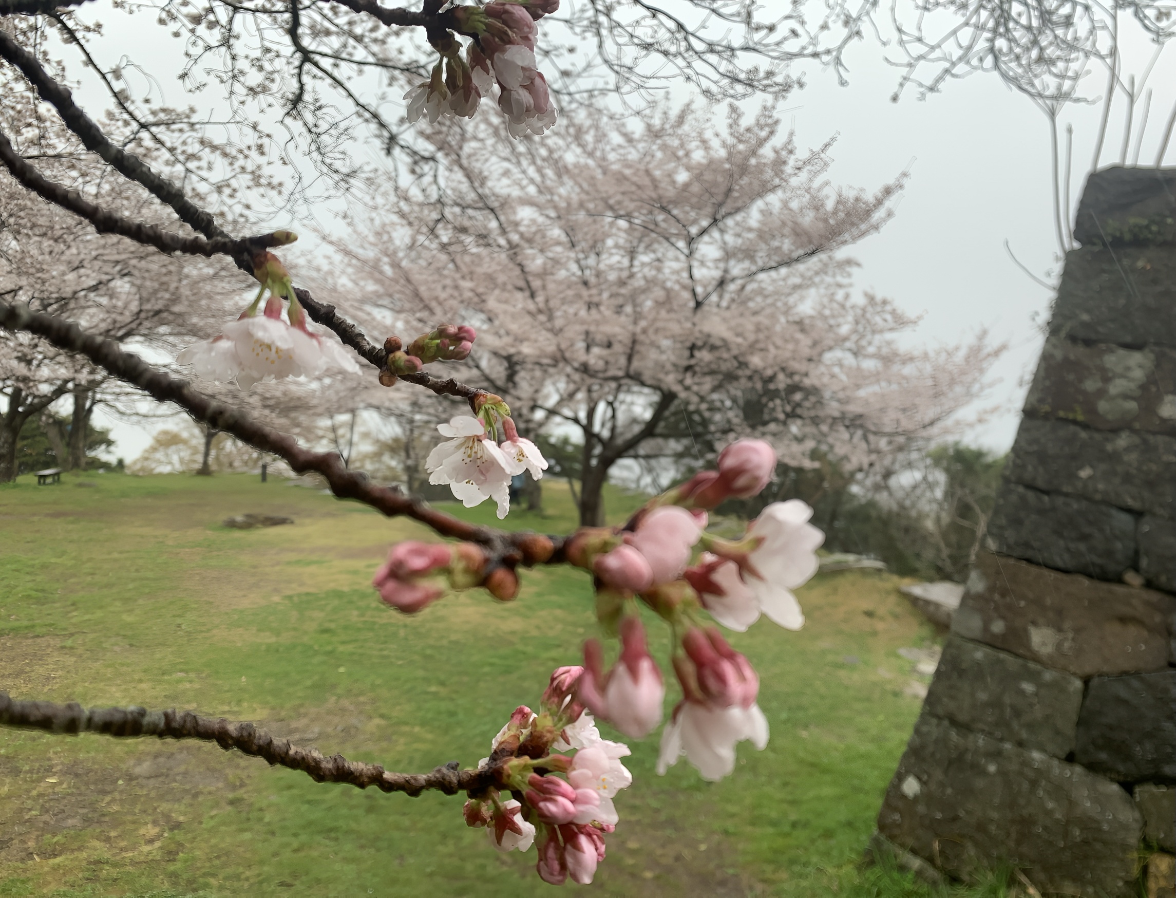 樱花季日本悠游（山阳山阴地区+关西）（二）