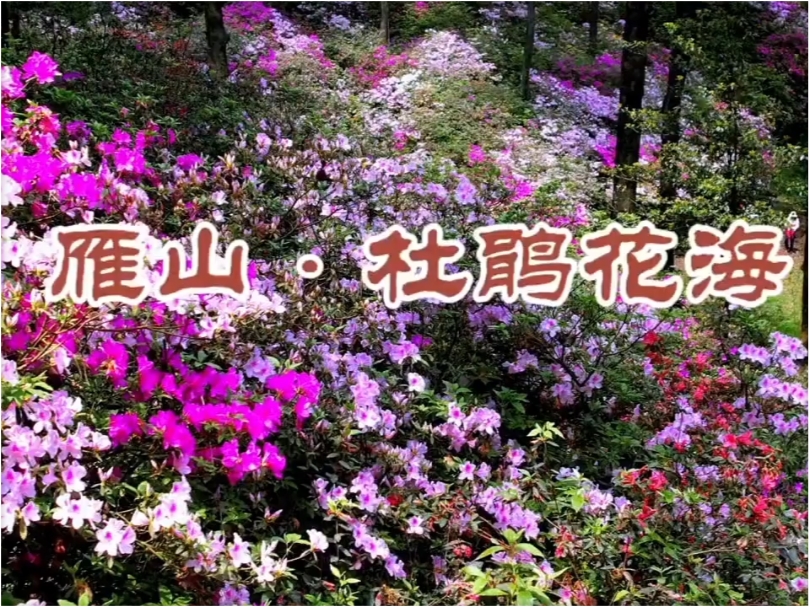 杜鹃花海