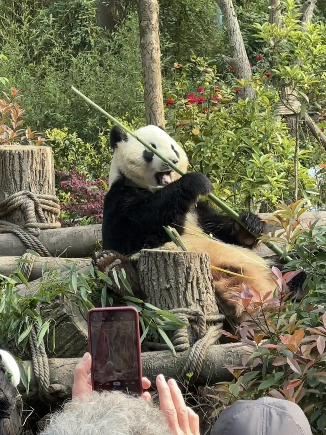 看熊猫不用排队的神仙地方